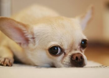 5 Best Chihuahua Rescues in Scotland 2025