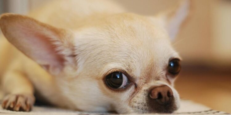 5 Best Chihuahua Rescues in Scotland 2025