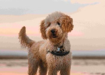 5 Best Labradoodle Rescues in Georgia 2025