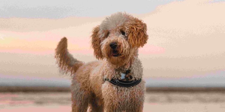 5 Best Labradoodle Rescues in Georgia 2025