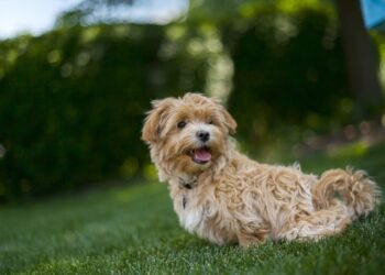 Best Maltipoo Rescues in Texas