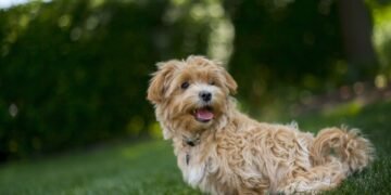 Best Maltipoo Rescues in Texas