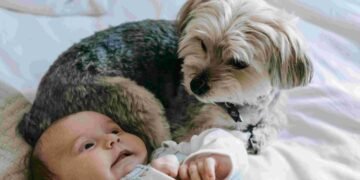 2 Best Morkie Rescues in Florida 2025