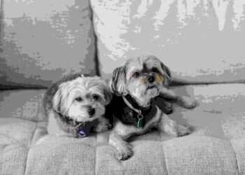 2 Best Morkie Rescues in Texas 2025