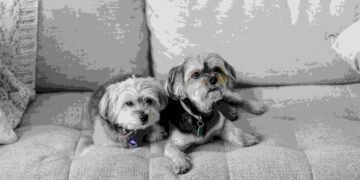 2 Best Morkie Rescues in Texas 2025