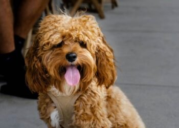 Cavapoo rescues in Ohio