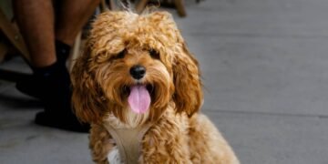 Cavapoo rescues in Ohio