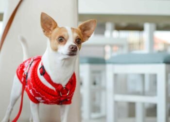 Chihuahua Rescues in California