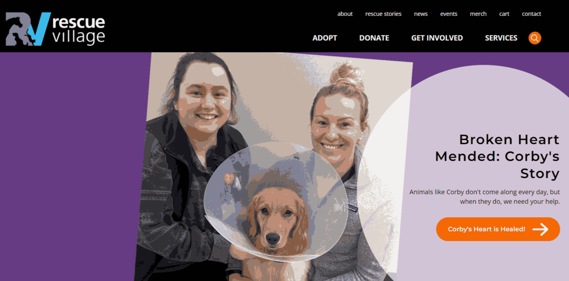 2 Best Cavapoo Rescues in Ohio 2026 - DogsJet